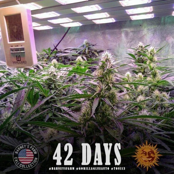 Barney_s-Farm-Gorilla-Glue-Autoflowering-Feminized-Cannabis-Seed-Annibale-Seedshop-1