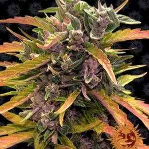 Barney_s-Farm-Gorilla-Glue-Autoflowering-Feminized-Cannabis-Seed-Annibale-Seedshop