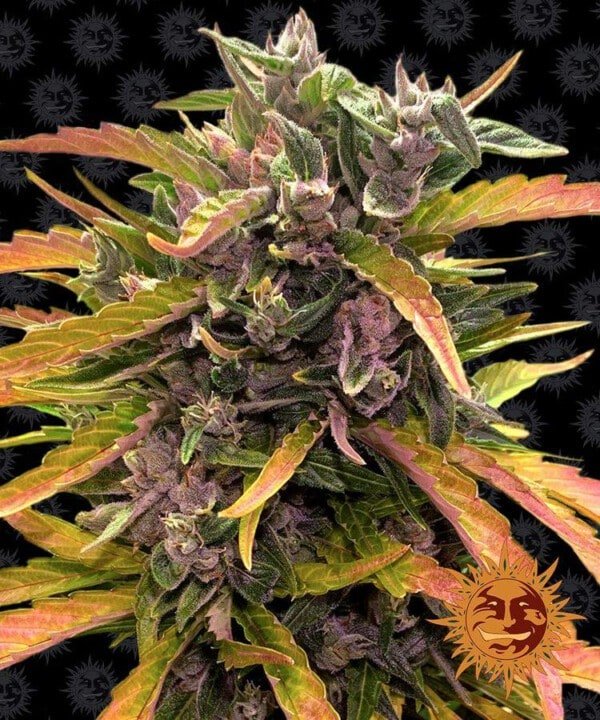Barney_s-Farm-Gorilla-Glue-Autoflowering-Feminized-Cannabis-Seed-Annibale-Seedshop