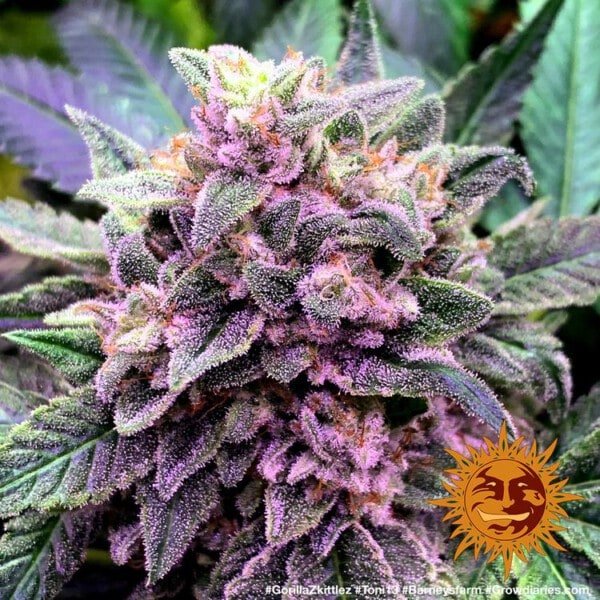 Barney_s-Farm-Gorilla-Zkittlez-Feminized-Cannabis-Seed-Annibale-Seedshop-1