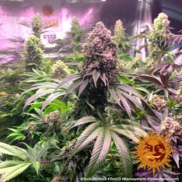 Barney_s-Farm-Gorilla-Zkittlez-Feminized-Cannabis-Seed-Annibale-Seedshop-2