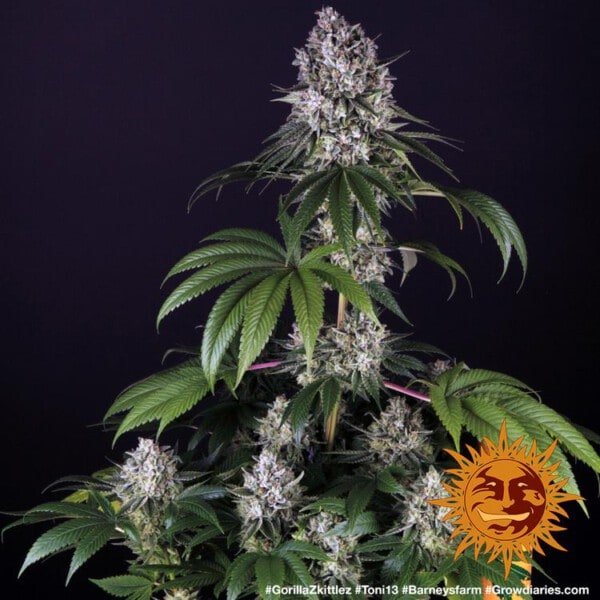 Barney_s-Farm-Gorilla-Zkittlez-Feminized-Cannabis-Seed-Annibale-Seedshop-3