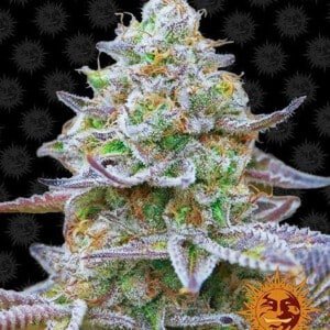 Barney_s-Farm-Gorilla-Zkittlez-Feminized-Cannabis-Seed-Annibale-Seedshop