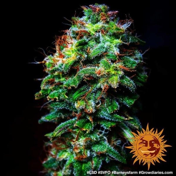 Barney_s-Farm-LSD-Feminized-Cannabis-Seed-Annibale-Seedshop-2