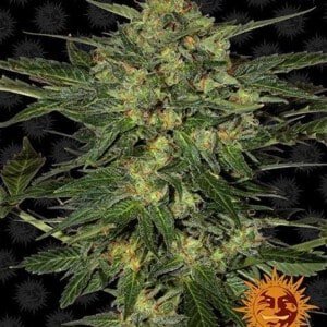 Barney_s-Farm-LSD-Feminized-Cannabis-Seed-Annibale-Seedshop-3