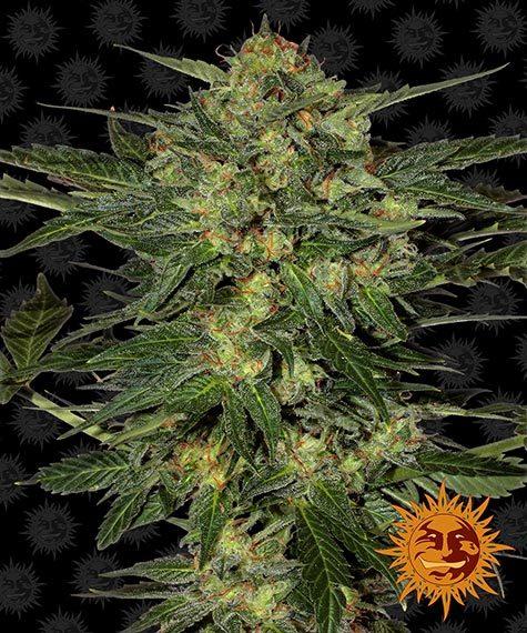 Barney_s-Farm-LSD-Feminized-Cannabis-Seed-Annibale-Seedshop-3