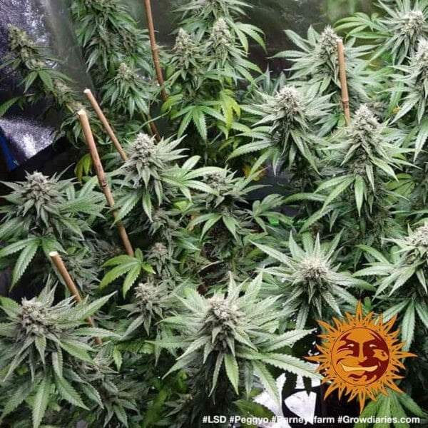 Barney_s-Farm-LSD-Feminized-Cannabis-Seed-Annibale-Seedshop