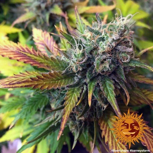 Barney_s-Farm-Liberty-Haze-Feminized-Cannabis-Seed-Annibale-Seedshop-1