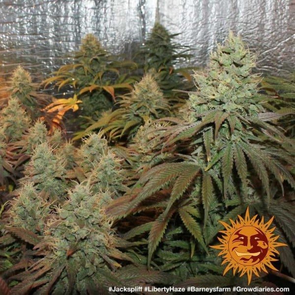 Barney_s-Farm-Liberty-Haze-Feminized-Cannabis-Seed-Annibale-Seedshop-2