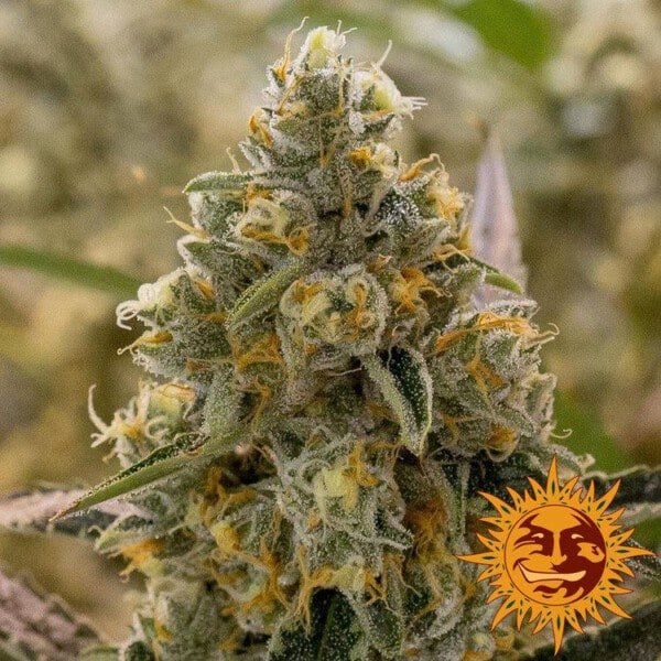 Barney_s-Farm-Liberty-Haze-Feminized-Cannabis-Seed-Annibale-Seedshop-3