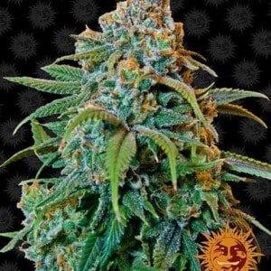 Barney_s-Farm-Liberty-Haze-Feminized-Cannabis-Seed-Annibale-Seedshop
