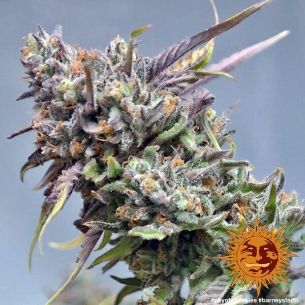 Barney_s-Farm-Peyote-Cookies-Feminized-Cannabis-Seed-Annibale-Seedshop-1