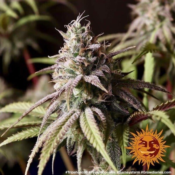 Barney_s-Farm-Peyote-Cookies-Feminized-Cannabis-Seed-Annibale-Seedshop-2