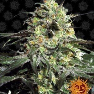 Barney_s-Farm-Peyote-Cookies-Feminized-Cannabis-Seed-Annibale-Seedshop