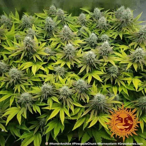Barney_s-Farm-Pineapple-Chunk-Feminized-Cannabis-Seed-Annibale-Seedshop-1