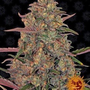 Barney_s-Farm-Pineapple-Chunk-Feminized-Cannabis-Seed-Annibale-Seedshop