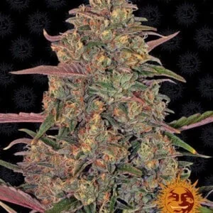 Barney_s-Farm-Pineapple-Chunk-Feminized-Cannabis-Seed-Annibale-Seedshop