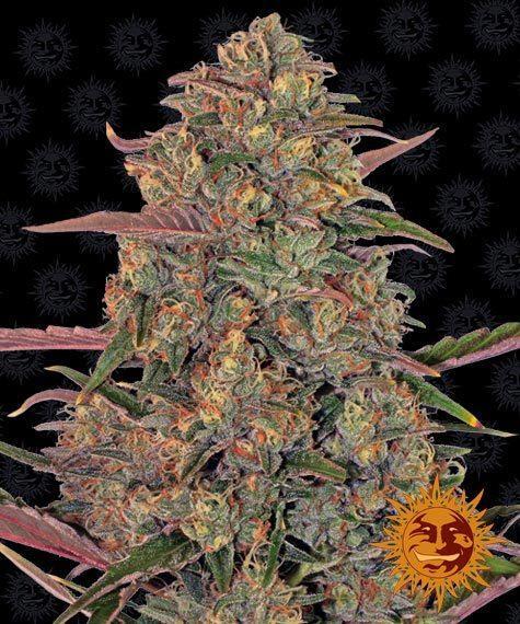 Barney_s-Farm-Pineapple-Chunk-Feminized-Cannabis-Seed-Annibale-Seedshop