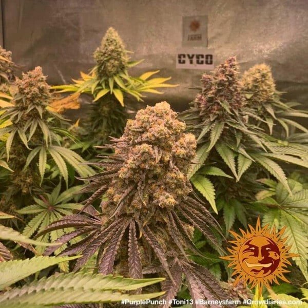 Barney_s-Farm-Purple-Punch-Feminized-Cannabis-Seed-Annibale-Seedshop-1