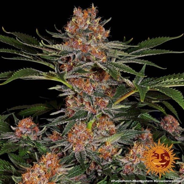 Barney_s-Farm-Purple-Punch-Feminized-Cannabis-Seed-Annibale-Seedshop-3