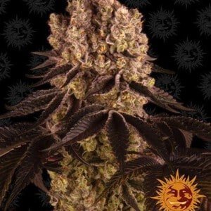 Barney_s-Farm-Purple-Punch-Feminized-Cannabis-Seed-Annibale-Seedshop