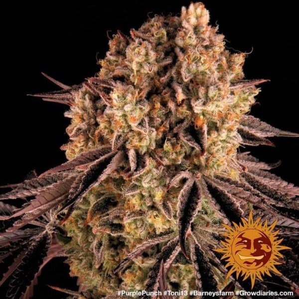 Barney_s-Farm-Purple-Punch-Feminized-Cannabis-Seed-Annibale-Seedshop-4