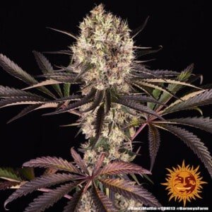 Barney_s-Farm-Runtz-Muffin-Feminized-Cannabis-Seed-Annibale-Seedshop