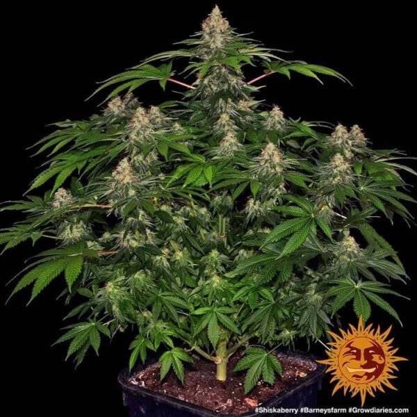Barney_s-Farm-Shiskaberry-Feminized-Cannabis-Seed-Annibale-Seedshop-1