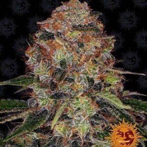 Barney_s-Farm-Shiskaberry-Feminized-Cannabis-Seed-Annibale-Seedshop