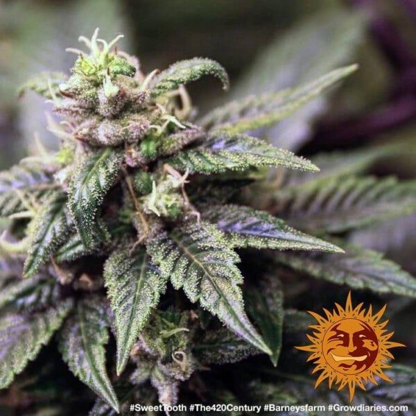 Barney_s-Farm-Sweet-Tooth-_1-Cannabis-Seed-Annibale-Seedshop-1