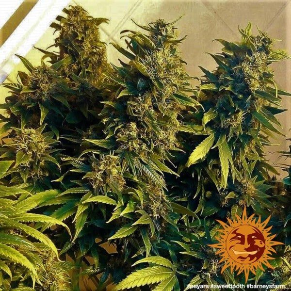 Barney_s-Farm-Sweet-Tooth-_1-Cannabis-Seed-Annibale-Seedshop-2