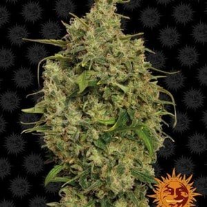 Barney_s-Farm-Sweet-Tooth-_1-Cannabis-Seed-Annibale-Seedshop