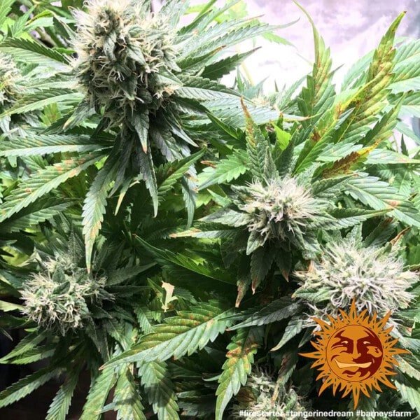 Barney_s-Farm-Tangerine-Dream-Cannabis-Seed-Annibale-Seedshop-1