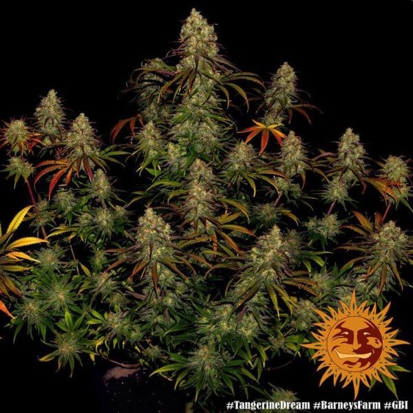 Barney_s-Farm-Tangerine-Dream-Cannabis-Seed-Annibale-Seedshop-2