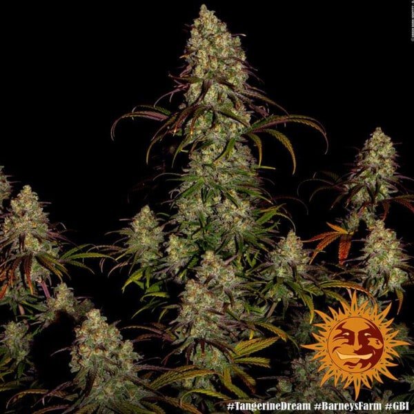 Barney_s-Farm-Tangerine-Dream-Cannabis-Seed-Annibale-Seedshop-3