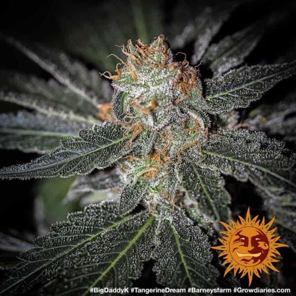 Barney_s-Farm-Tangerine-Dream-Cannabis-Seed-Annibale-Seedshop