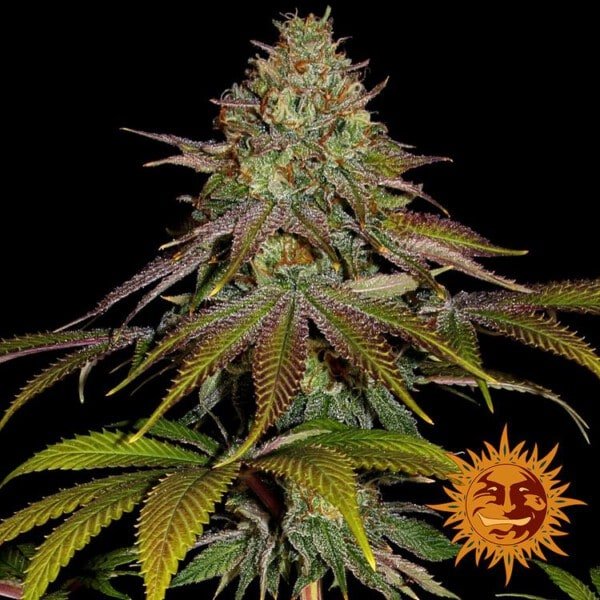 Barney_s-Farm-Wedding-Cake-Cannabis-Seed-Annibale-Seedshop-1