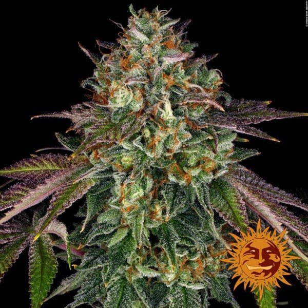 Barney_s-Farm-Wedding-Cake-Cannabis-Seed-Annibale-Seedshop-3