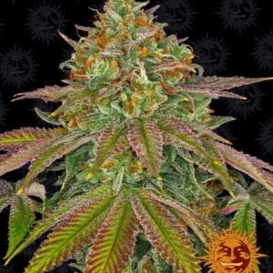 Barney_s-Farm-Wedding-Cake-Cannabis-Seed-Annibale-Seedshop