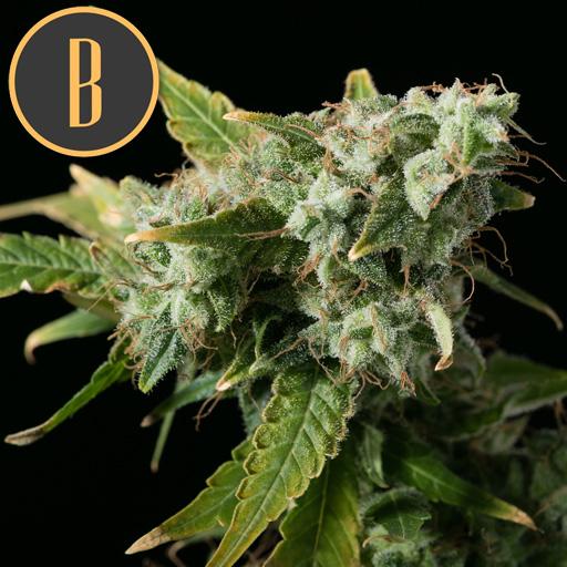Blimburn-Blue-Dream-Feminized-Cannabis-Seeds-Annibale-Seedshop-1