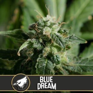 Blimburn-Blue-Dream-Feminized-Cannabis-Seeds-Annibale-Seedshop