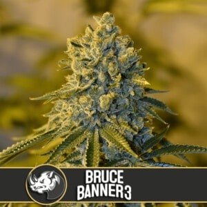 Blimburn-Bruce-Banner-_3-Feminized-Cannabis-Seeds-Annibale-Seedshop-1