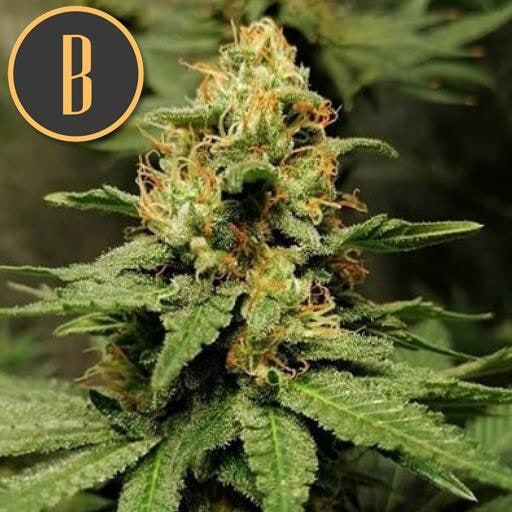 Blimburn-Bruce-Banner-_3-Feminized-Cannabis-Seeds-Annibale-Seedshop-2