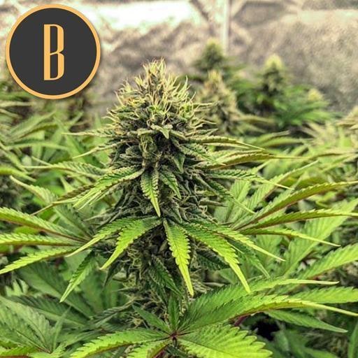 Blimburn-Bruce-Banner-_3-Feminized-Cannabis-Seeds-Annibale-Seedshop