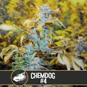Blimburn-Chemdog-_4-Feminized-Cannabis-Seeds-Annibale-Seedshop
