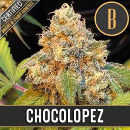 Blimburn-Chocolopez-Feminized-Cannabis-Seeds-Annibale-Seedshop