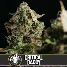 Blimburn-Critical-Daddy-Feminized-Cannabis-Seeds-Annibale-Seedshop