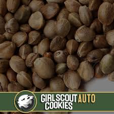 Blimburn-Girl-Scout-Cookies-Autoflowering-Feminized-Cannabis-Seeds-Annibale-Seedshop-1