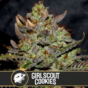 Blimburn-Girl-Scout-Cookies-Feminized-Cannabis-Seeds-Annibale-Seedshop