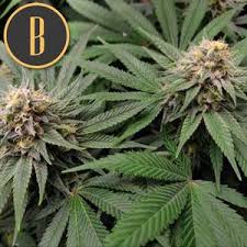 Blimburn-Gorilla-Glue-_4-Feminized-Cannabis-Seeds-Annibale-Seedshop-1